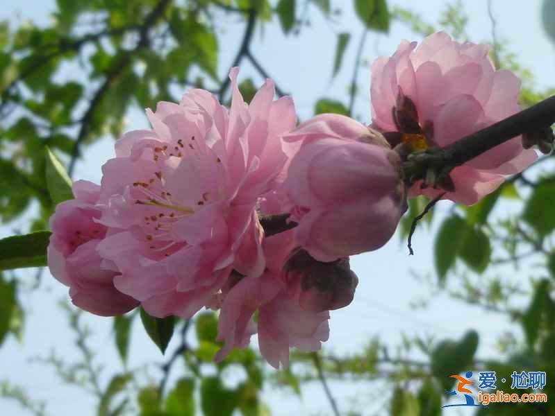 成都周邊自駕游好去處，成都周邊自駕游推薦，成都周邊自駕游攻略？