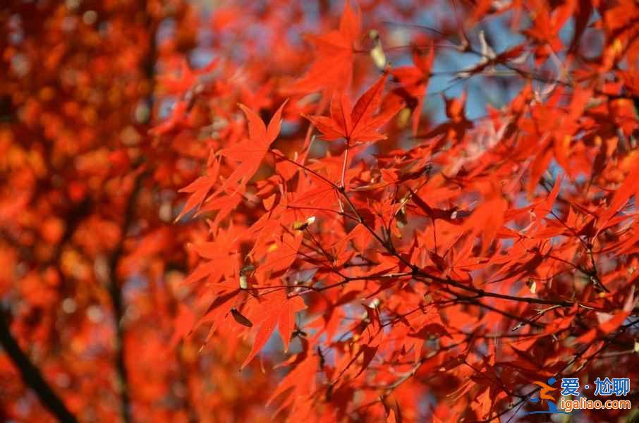 2018北京楓葉什么時(shí)候紅，北京楓葉林地址？