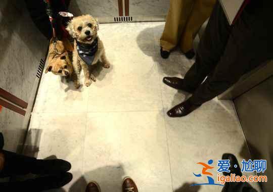 【允許動物入住的酒店】帶上寵物去旅行? 【允許動物入住的酒店】帶上寵物去旅行?