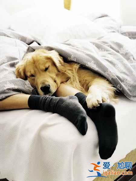 【允許動物入住的酒店】帶上寵物去旅行? 【允許動物入住的酒店】帶上寵物去旅行?