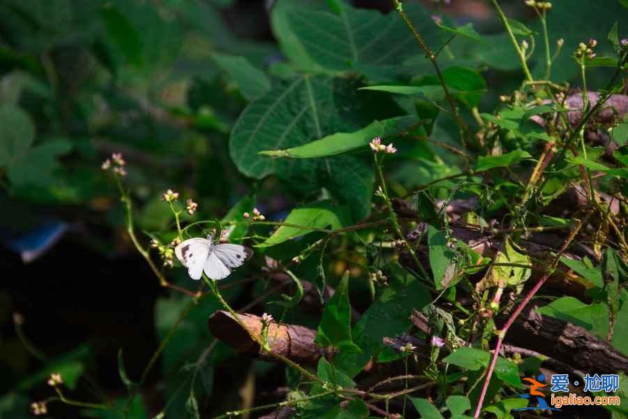秋天不爬山?威海人最想征服的4座山? 秋天不爬山?威海人最想征服的4座山?
