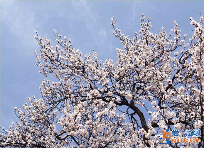 2017新疆杏花溝旅游,杏花溝旅游攻略,杏花溝旅游攻略？