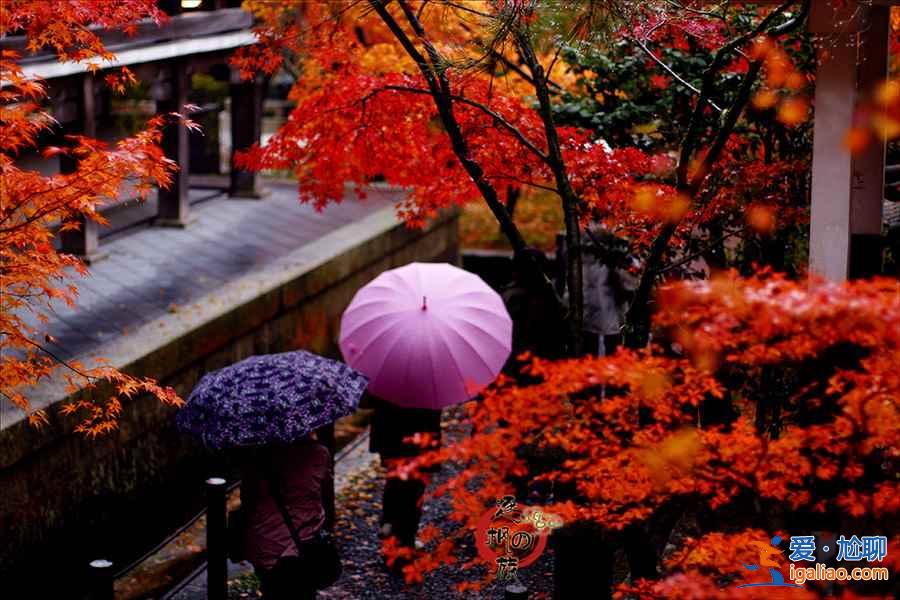 【京都紅葉】2018京都紅葉什么時候紅，京都紅葉時間及觀賞地？