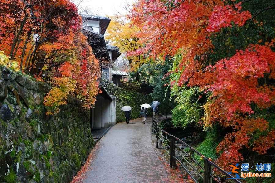 【京都紅葉】2018京都紅葉什么時候紅，京都紅葉時間及觀賞地？