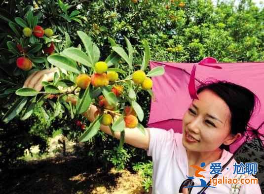 2017北京櫻桃采摘去哪好,北京櫻桃采摘好去處? 2017北京櫻桃采摘去哪好,北京櫻桃采摘好去處?