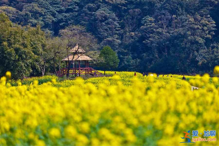 廣州春天去哪里玩，廣州周邊踏青好去處？