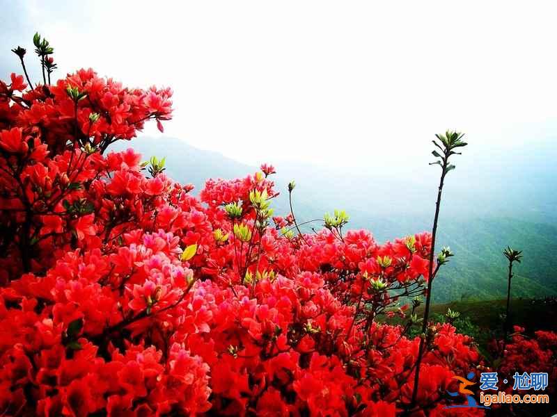 廣州春天去哪里玩，廣州周邊踏青好去處？