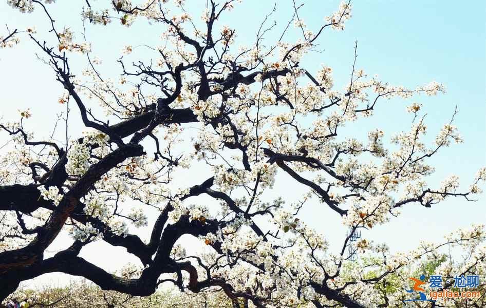 去“花花世界”撒歡，北京周邊賞花好去處！？