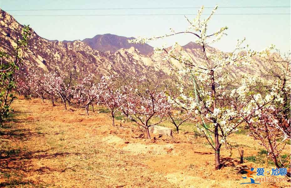 去“花花世界”撒歡，北京周邊賞花好去處！？