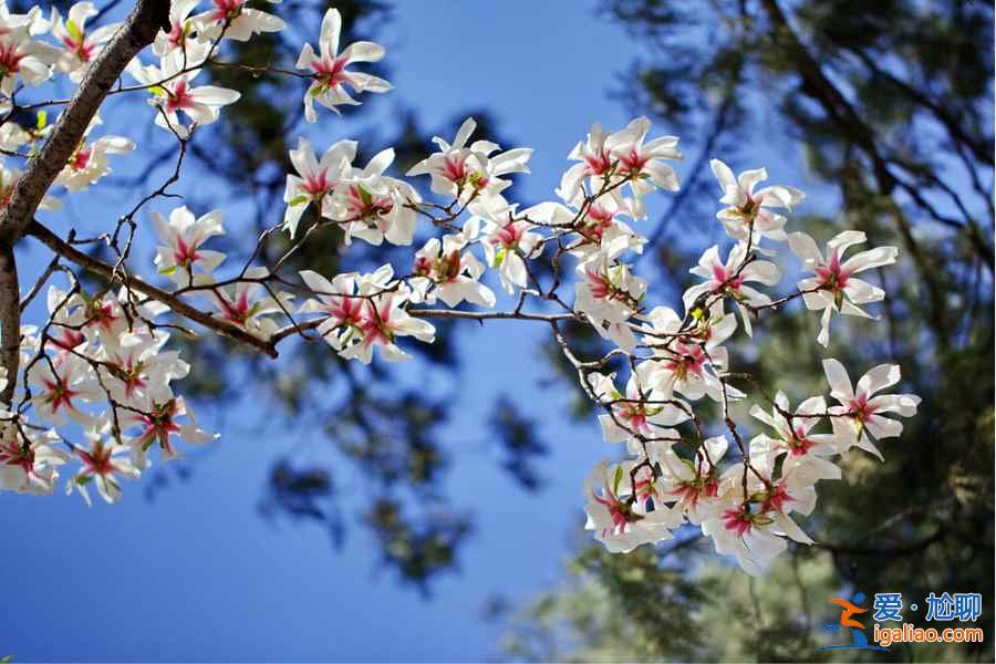 去“花花世界”撒歡，北京周邊賞花好去處！？