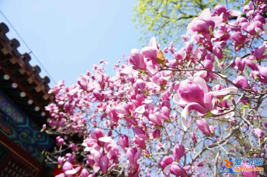 去“花花世界”撒歡，北京周邊賞花好去處！？