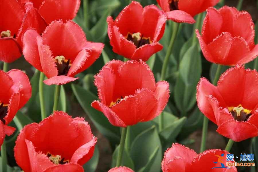 去“花花世界”撒歡，北京周邊賞花好去處！？