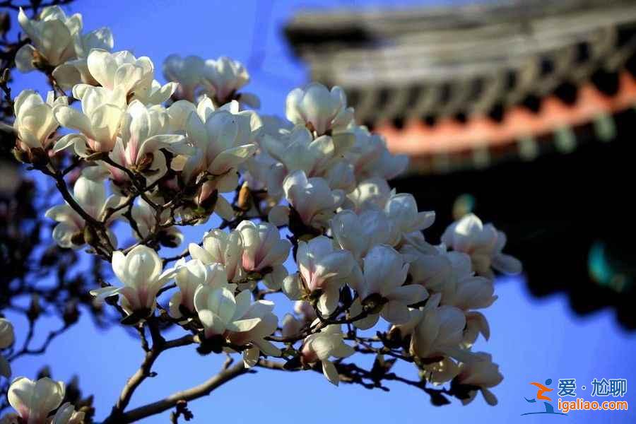 北京春天去哪里賞花？2018北京春季賞花全攻略？