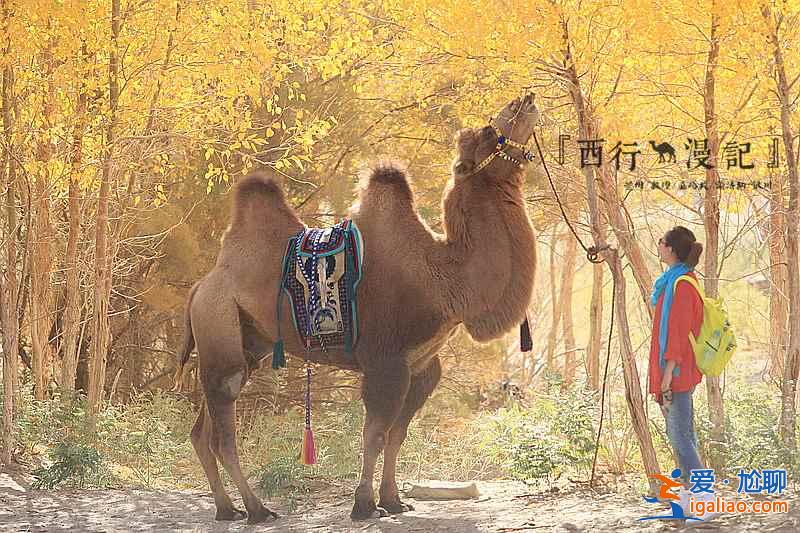 【胡楊林在什么地方】國內(nèi)四大胡楊林景區(qū)？