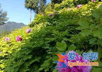 2017墊江牡丹文化節(jié)舉辦時間—地點—門票信息？