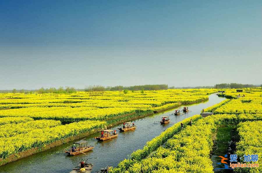 說起油菜花，婺源人太多，這里才是最佳！？