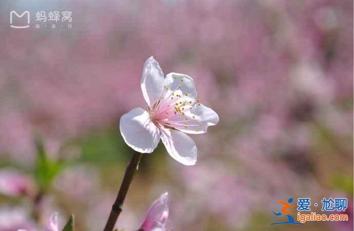 北京春天賞花去哪里，北京5大賞花圣地？