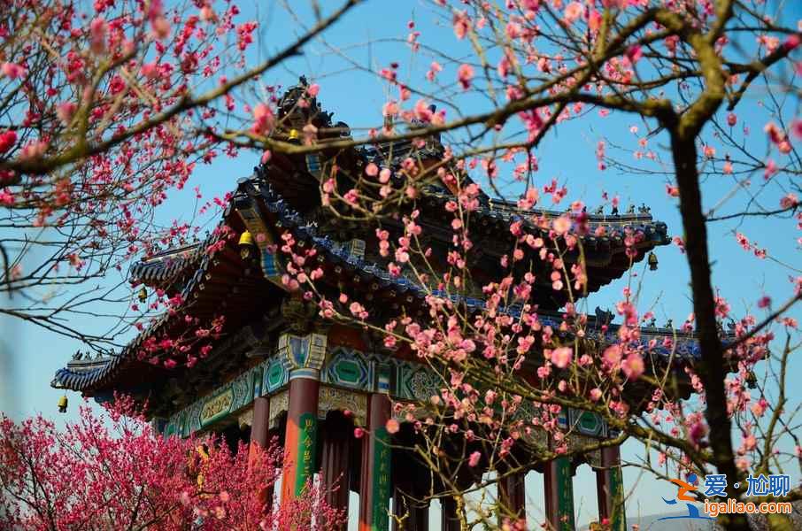【南京梅花節】2019南京國際梅花節攻略，2019南京國際梅花節活動詳情？