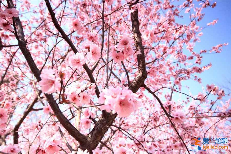 【南京梅花節】2019南京國際梅花節攻略，2019南京國際梅花節活動詳情？