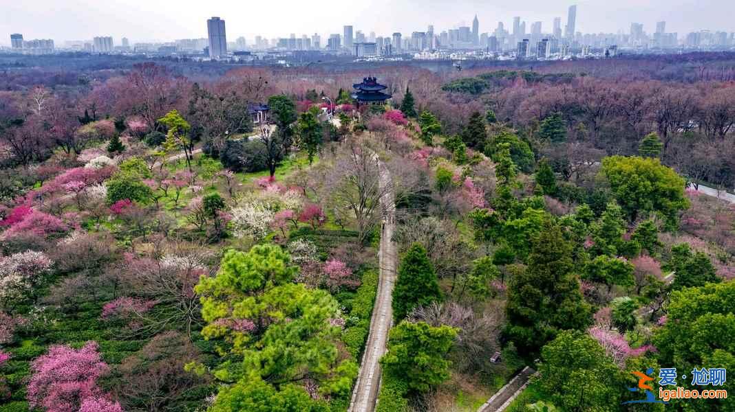 【南京梅花節】2019南京國際梅花節攻略，2019南京國際梅花節活動詳情？