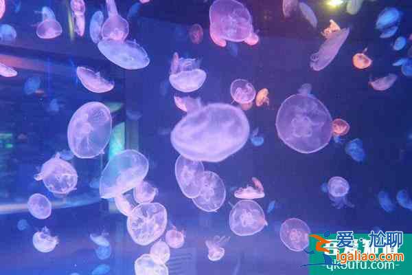2022成都海昌極地海洋公園元旦優(yōu)惠門票價(jià)格 附元旦活動(dòng)？