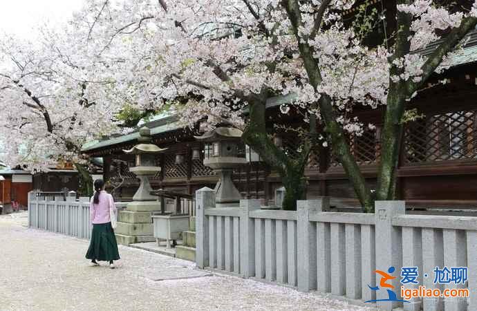 2019年大阪賞櫻去哪好，2019年大阪賞櫻地點推薦，2019年大阪賞櫻攻略？