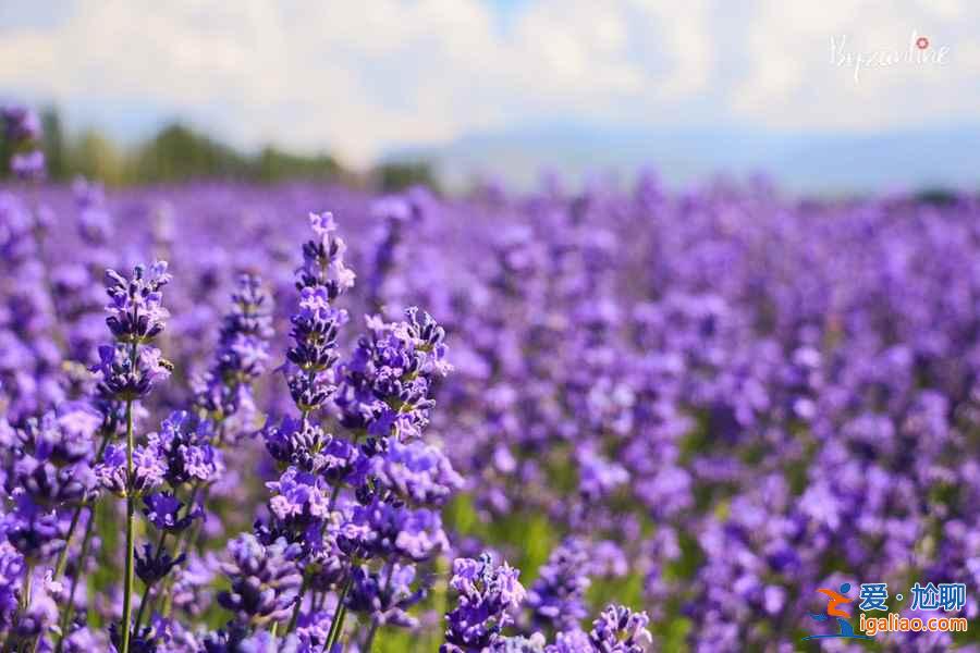 桂林賞花好去處，桂林有哪些賞花的地方，桂林賞花攻略？