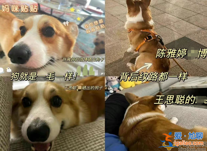 王思聰疑似與前女友陳雅婷復合?女方分手后一直深愛男方 王思聰吃回頭草?