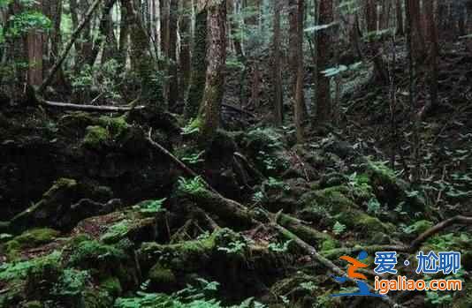 日本人死也不給人添麻煩，自殺都去一個地方？