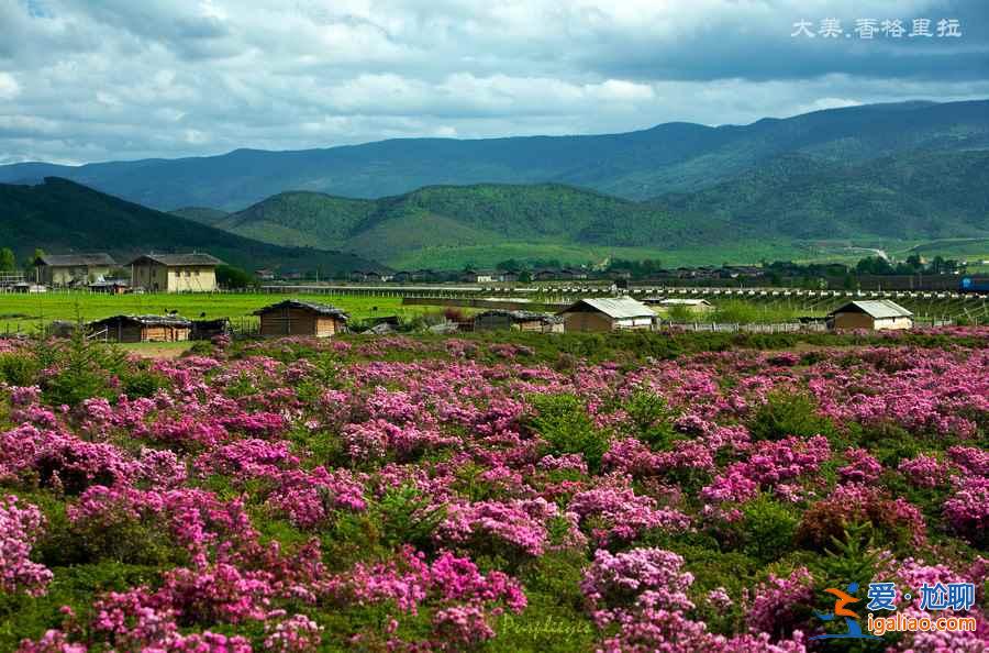 什么時候去香格里拉最好，幾月去香格里拉最好？