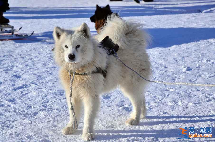 【雪鄉在哪里】雪鄉最佳旅游時間？