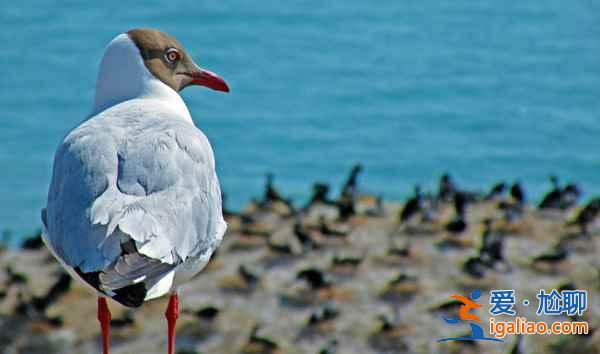 【青海湖最佳旅游時間】什么時候去青海湖最好?? 【青海湖最佳旅游時間】什么時候去青海湖最好??