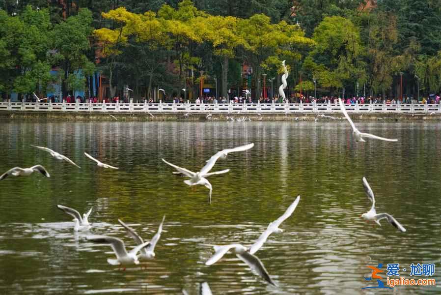 昆明，一個四季都花開不敗的城市花園？