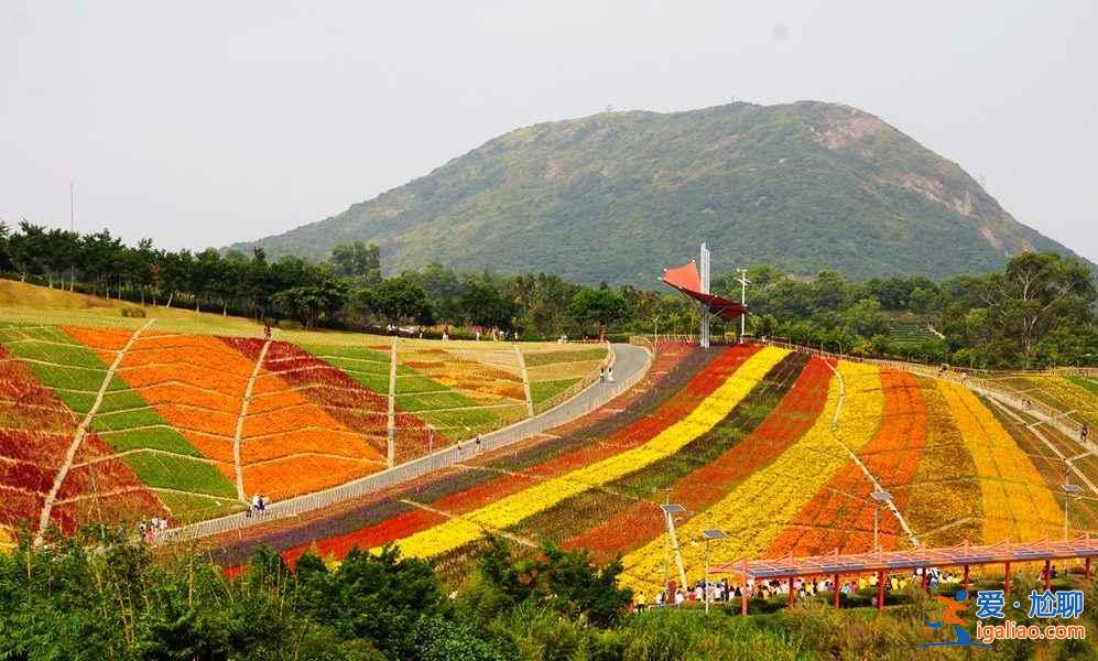 去深圳，體會繁華都市里的別樣景致？