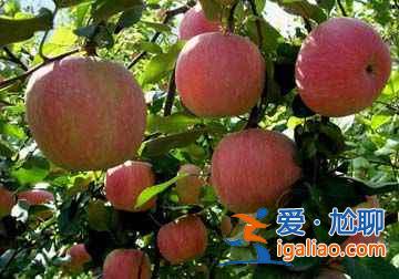 【十一北京秋游】賞紅采摘登高 門頭溝十一秋游線路？