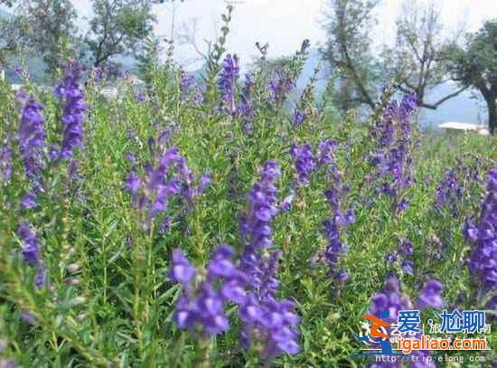 【十一北京秋游】賞紅采摘登高 門頭溝十一秋游線路？