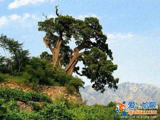 【十一北京秋游】賞紅采摘登高 門頭溝十一秋游線路？