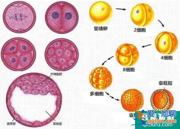 客觀看待中美試管嬰兒差異，四點優(yōu)劣勢分析？