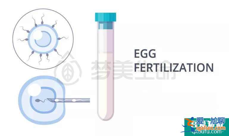 一份完整的試管嬰兒攻略？