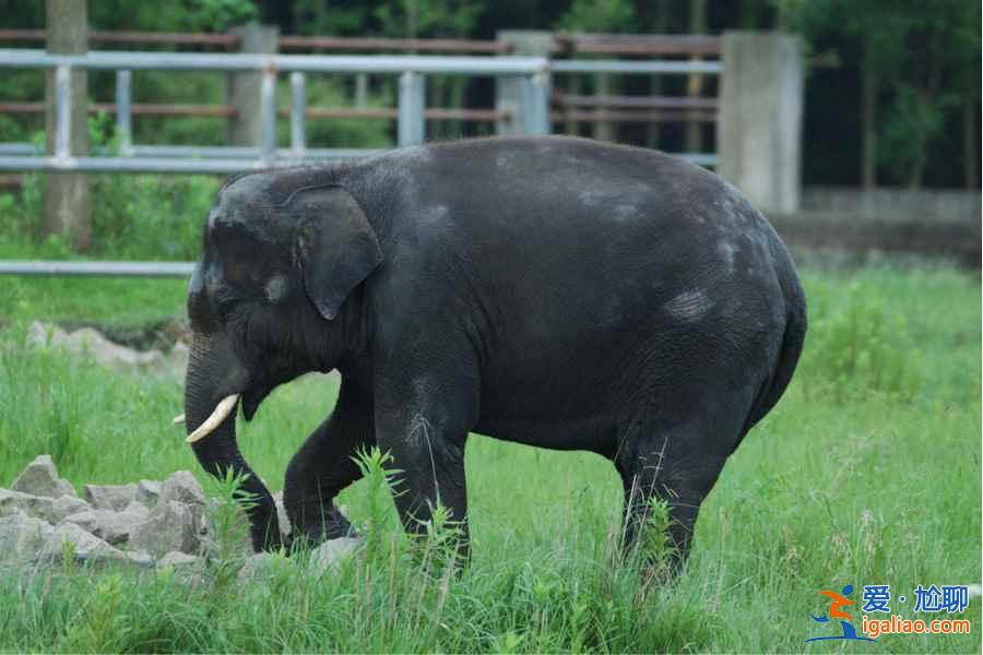 【門票】上海野生動物園門票多少錢，上海野生動物園門票+地址+交通指南？