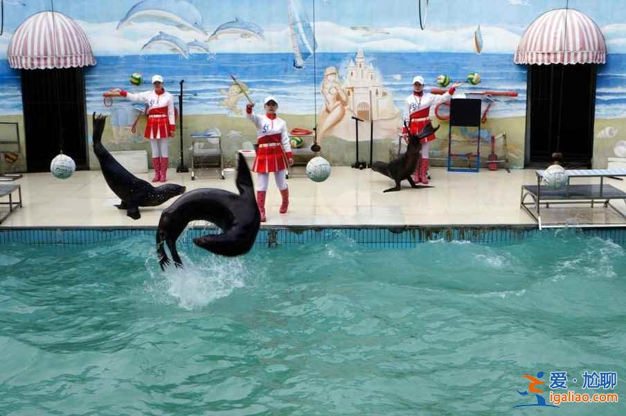 【門票】上海野生動物園門票多少錢，上海野生動物園門票+地址+交通指南？