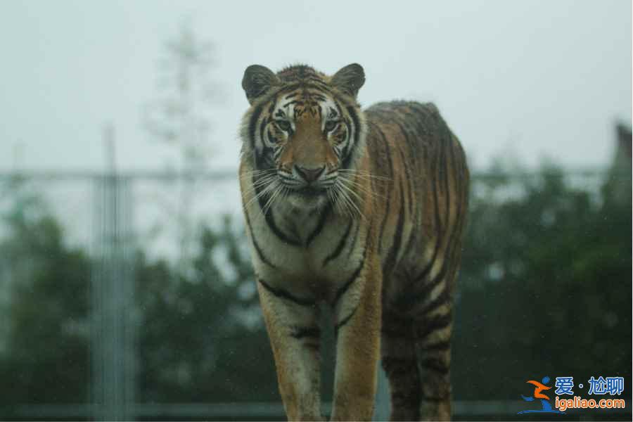 【門票】上海野生動物園門票多少錢，上海野生動物園門票+地址+交通指南？