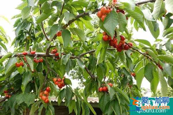 石家莊采摘園在什么地方?哪里的好? 石家莊采摘園在什么地方?哪里的好?