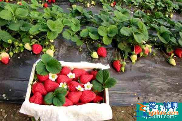 石家莊采摘園在什么地方?哪里的好? 石家莊采摘園在什么地方?哪里的好?