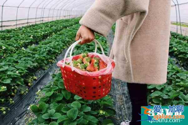 石家莊采摘園在什么地方?哪里的好? 石家莊采摘園在什么地方?哪里的好?