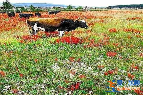夏日清涼好去處 十大避暑勝地？