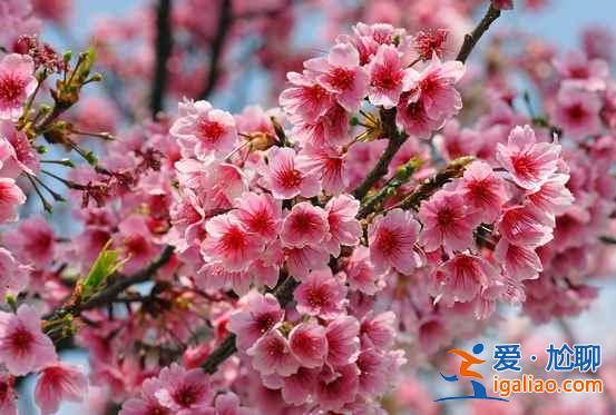 【門票】2014顧村公園門票多少錢，顧村公園門票優惠？