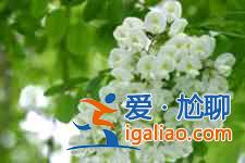 槐花餅的做法? 槐花餅的做法?