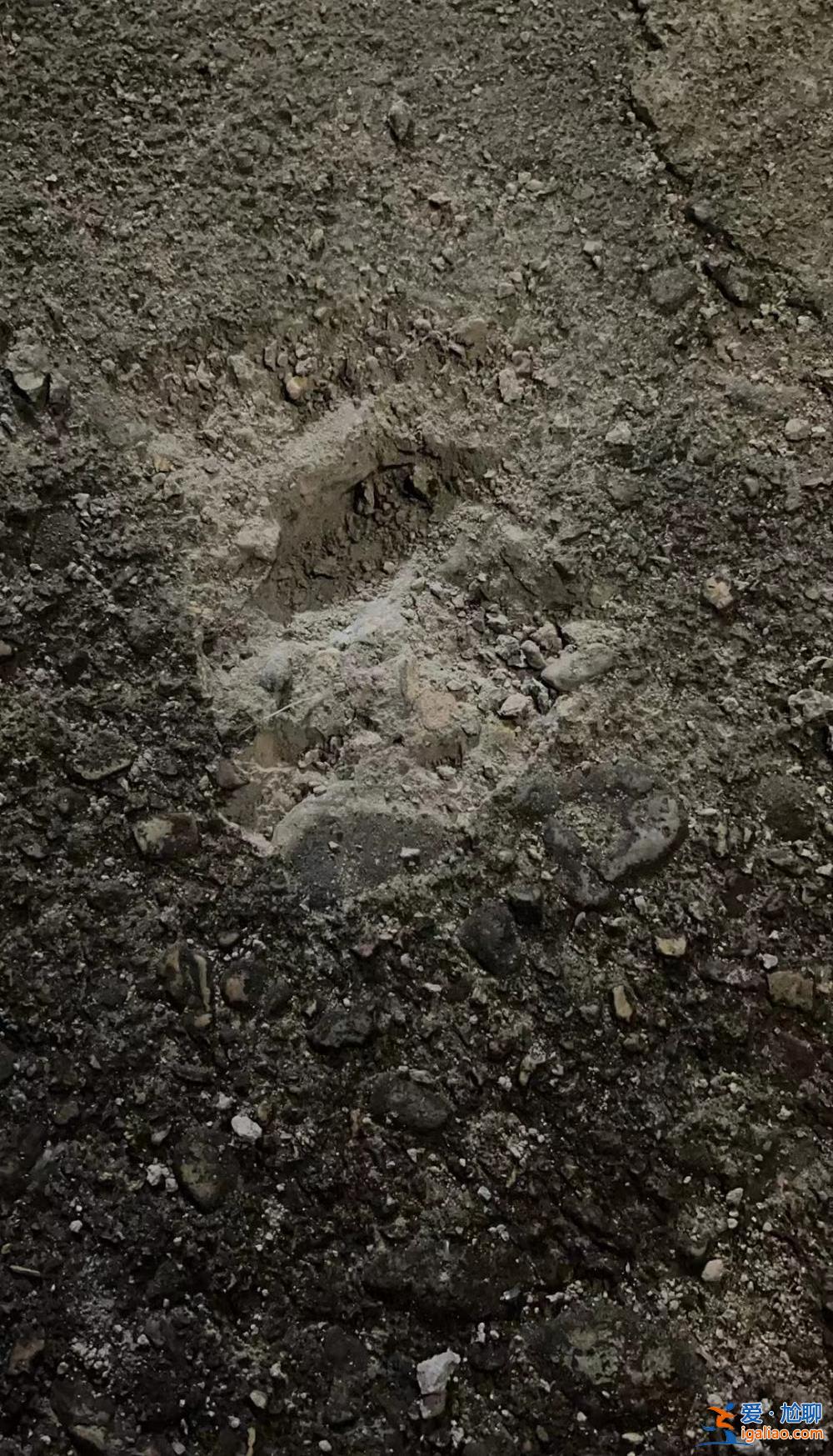 浦江檀溪鎮城頭村 7兩重 一位70多歲村民撿回家? 浦江檀溪鎮城頭村 7兩重 一位70多歲村民撿回家?