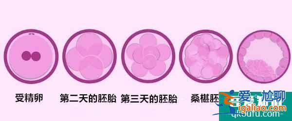 取卵數(shù)量于試管成功的三大重要意義？